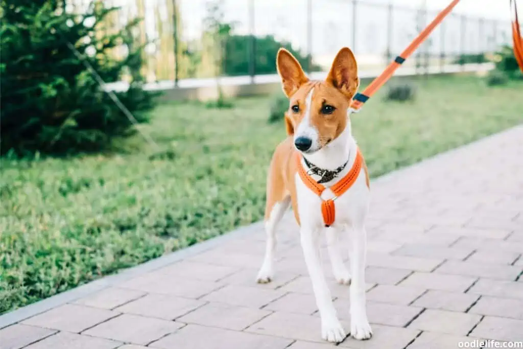 basenji dog with a simple harness