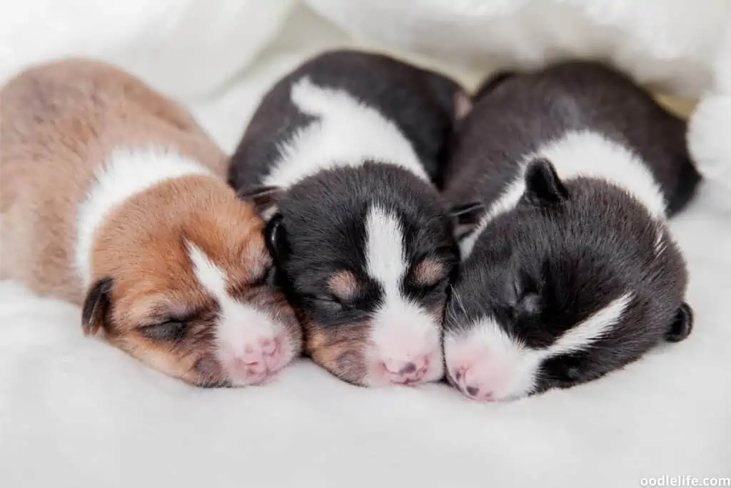 three colors of Basenji puppies