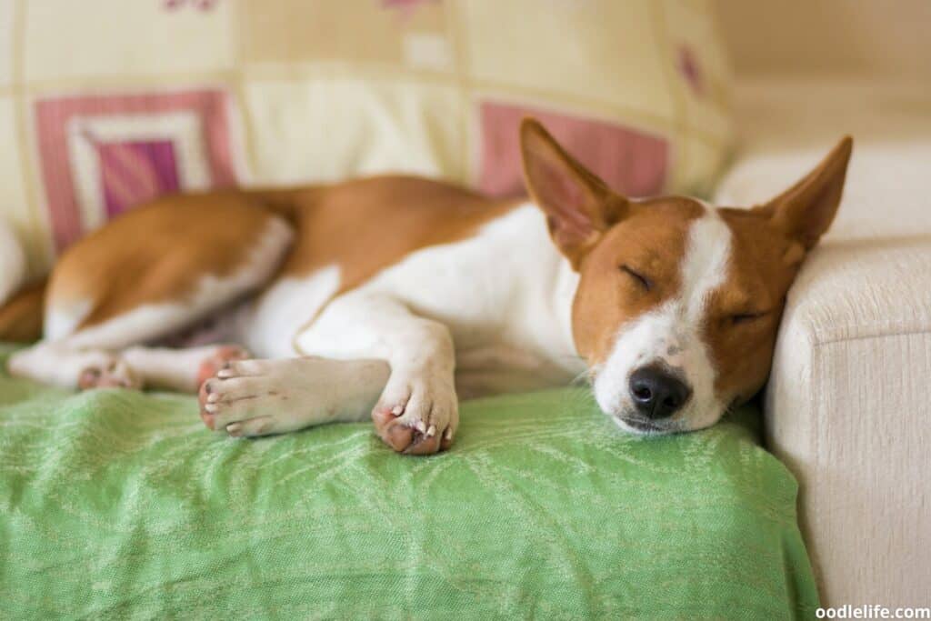 A Basenji puppy sleeping on the couch.
