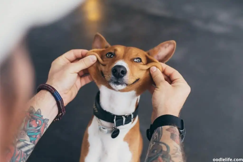 The floppy face of a Basenji smiling