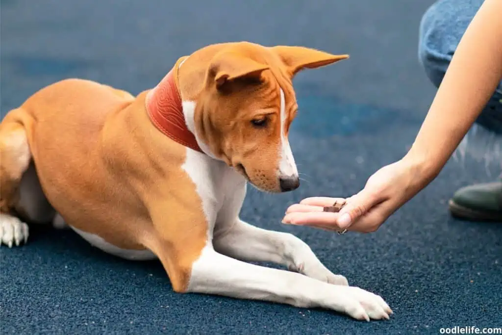 Offering a Basenji dog a treat during reward based training.