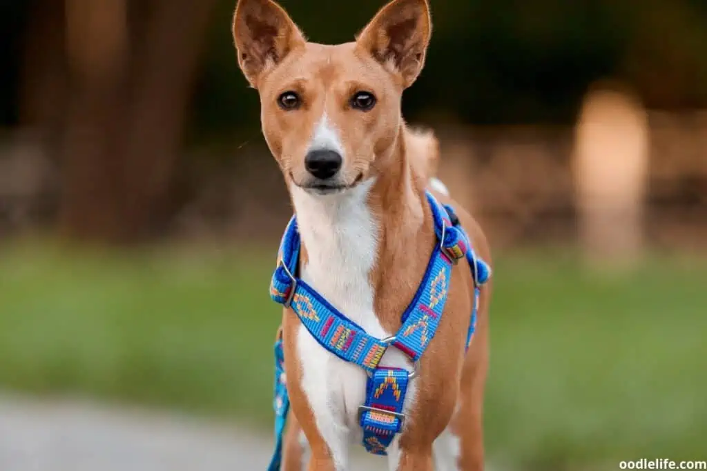 a cute basenji with a colorful harness