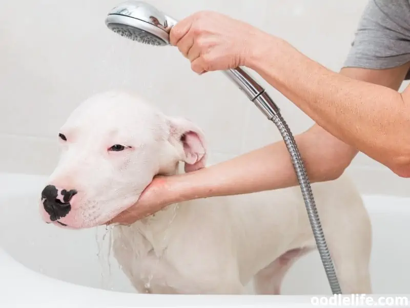 bathing a Dogo Argentino