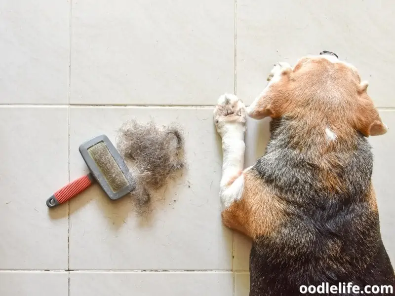 Beagle after combing session