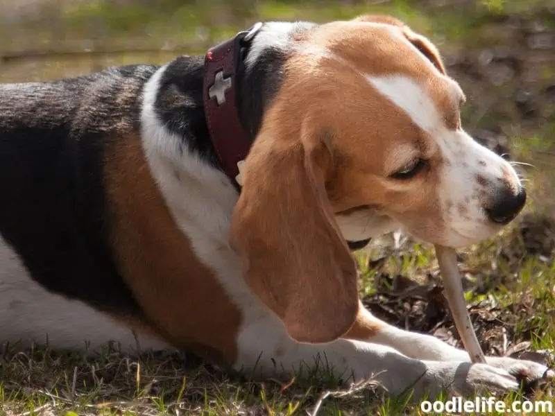 Beagle eats a bone