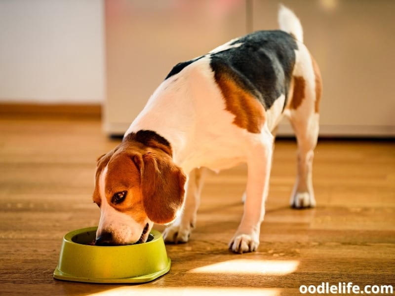 Beagle eats dog food