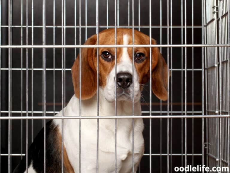 Best Heavy Duty Dog Crate For Escape Artists (2024) Oodle Life