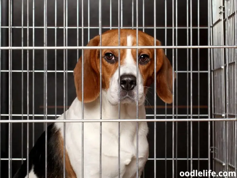 Beagle inside the crate looks away