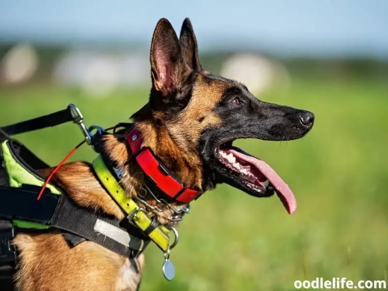 Belgian Malinois wears collars