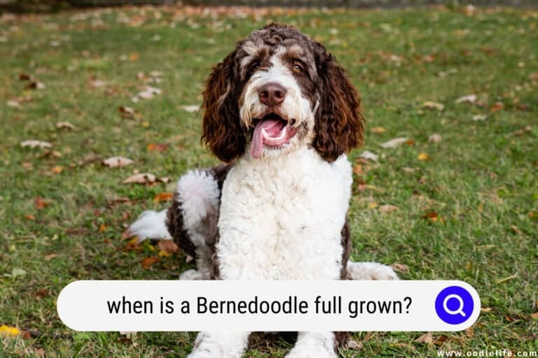 When is a Bernedoodle Full Grown? (with Photos)