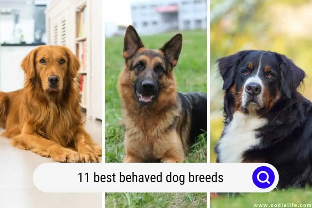 best behaved dog breeds