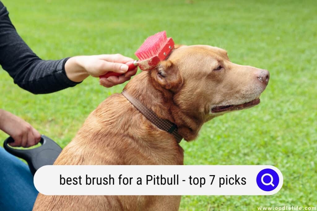 Best Brush For A Pitbull Top 7 Picks! (2022) Oodle Life