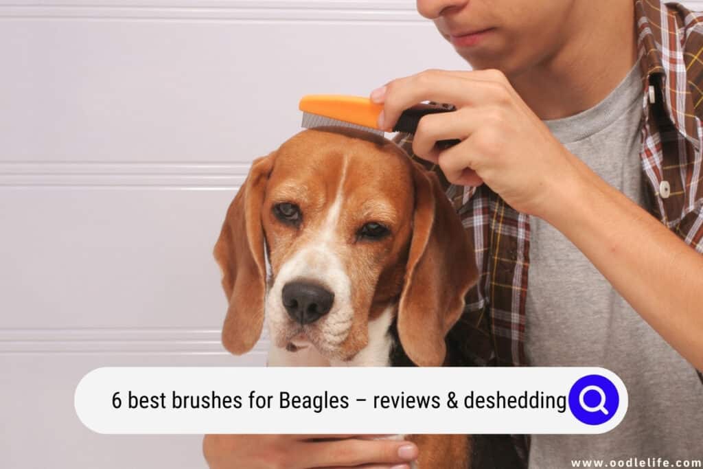 6 Best Brushes For Beagles In 2023 Reviews & Deshedding Oodle Life