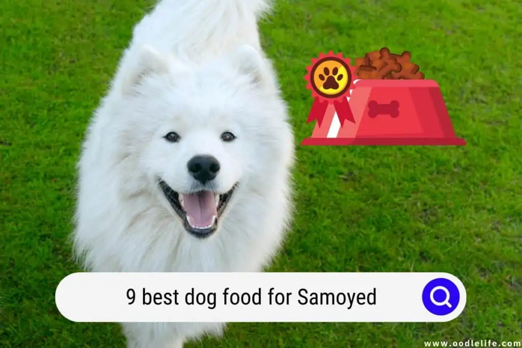 best dog food for Samoyed