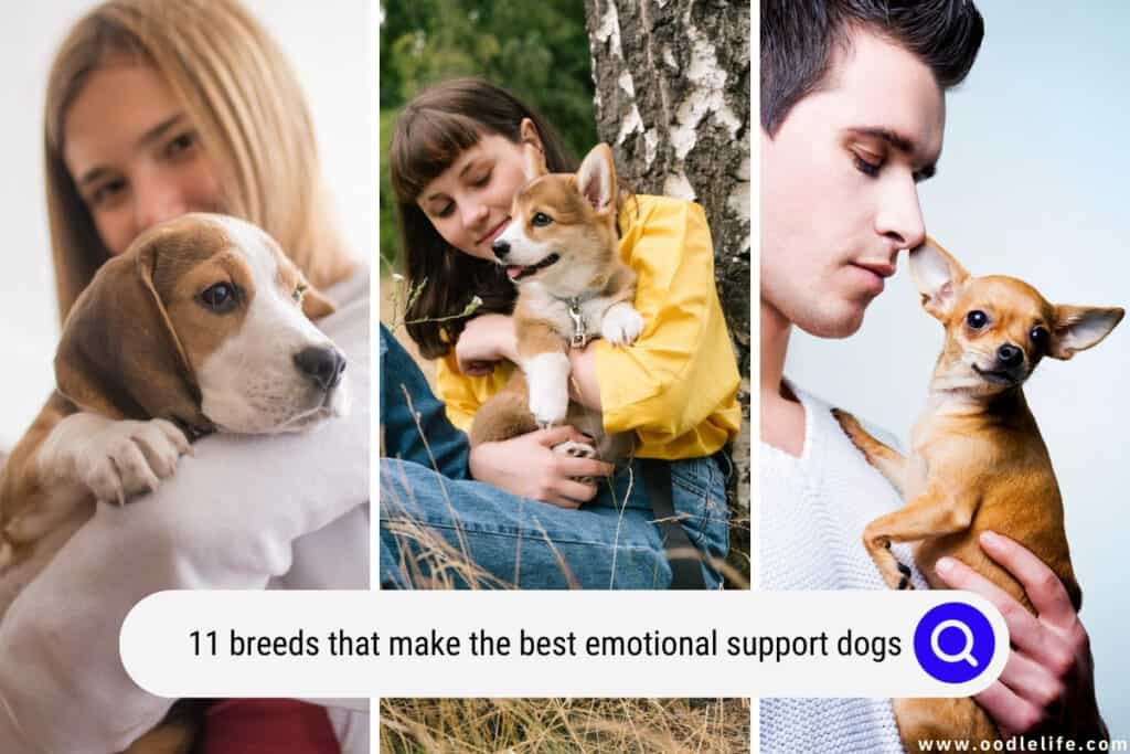 11 Breeds That Make The Best Emotional Support Dogs (with Photos