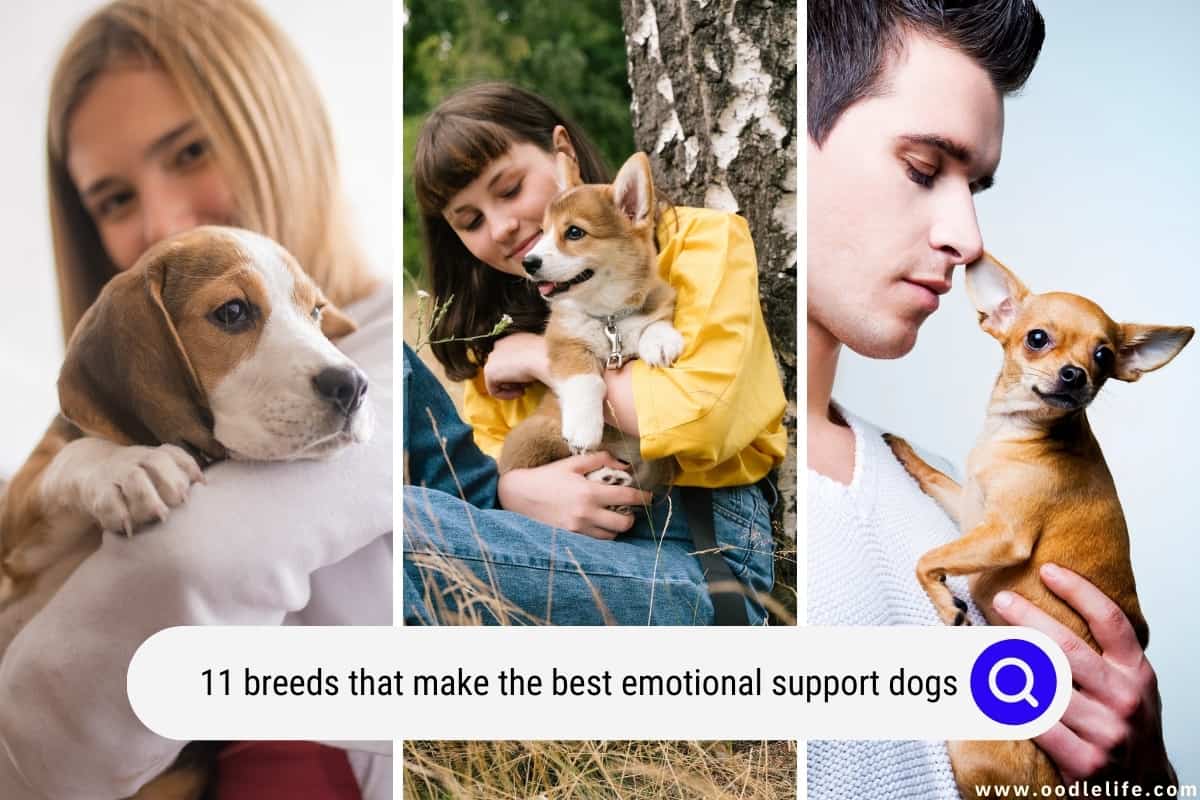 are chihuahuas good emotional support dogs