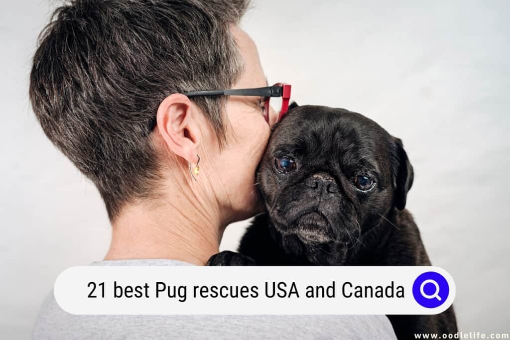 best Pug rescues
