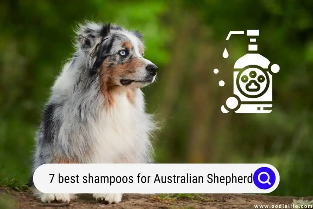 best shampoos for Australian Shepherd
