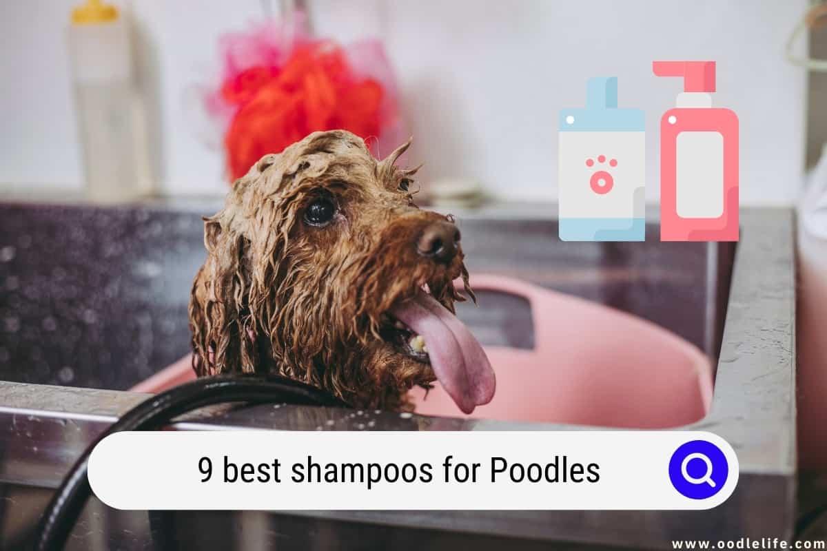 9 Best Shampoos For Poodles (2024 UPDATE) OodleLife®