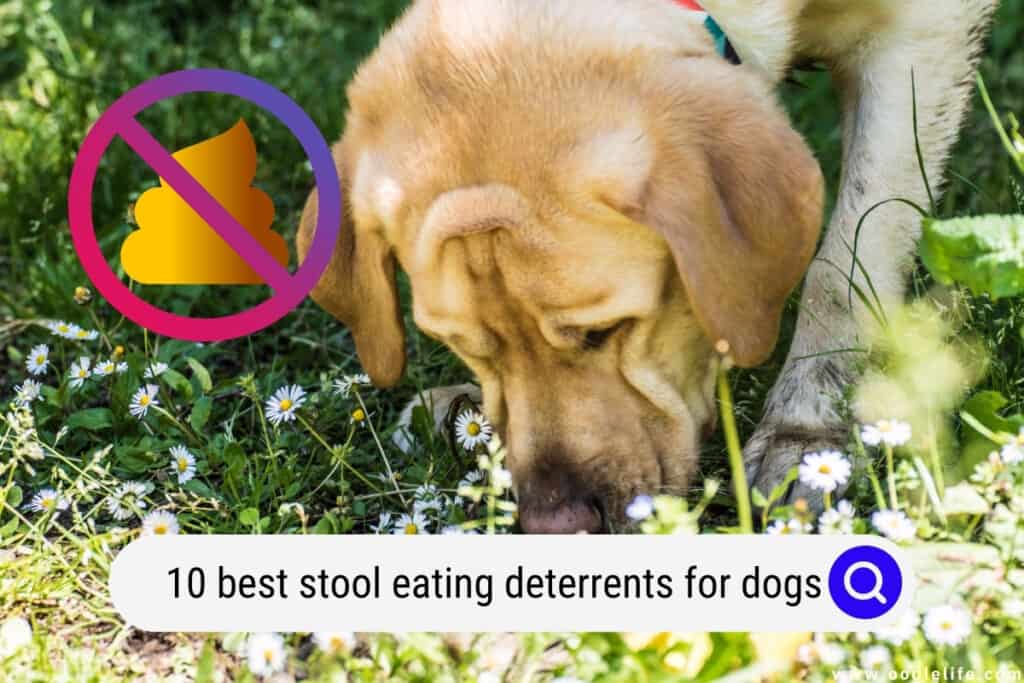 best stool eating deterrents for dogs