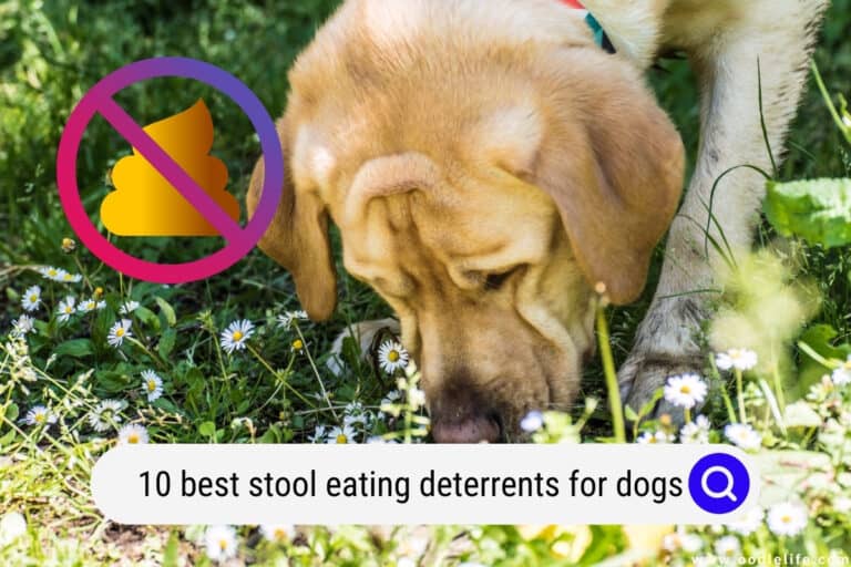 10 Best Stool Eating Deterrents for Dogs