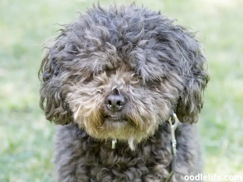 Bichpoo at the park