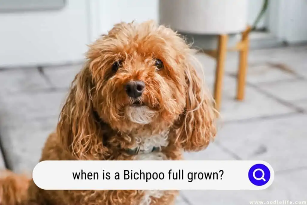 Bichpoo full grown