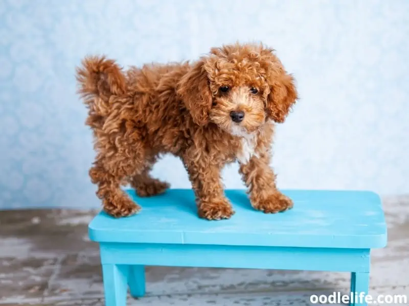 Bichpoo on blue bench