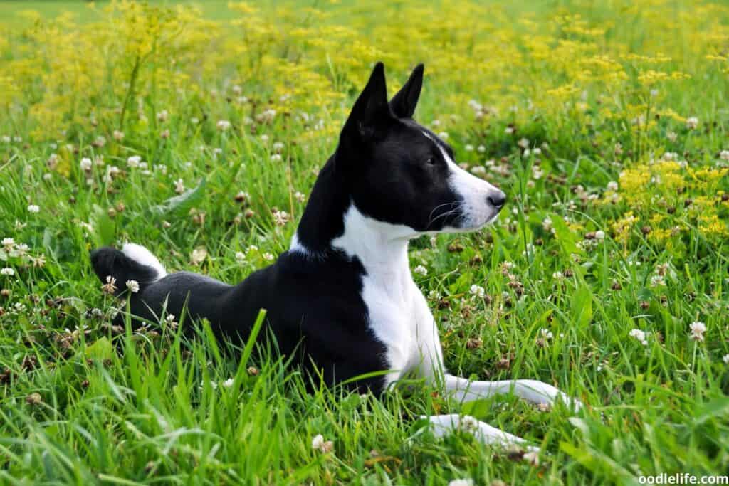 A full grown Black and White Basenji sits on the grass