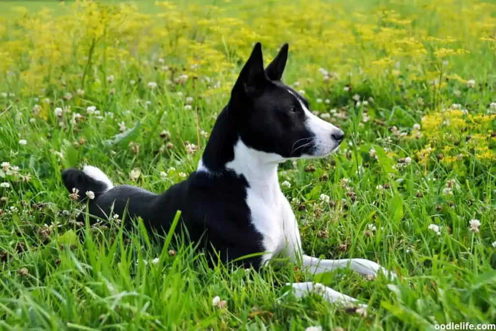 A full grown Black and White Basenji sits on the grass