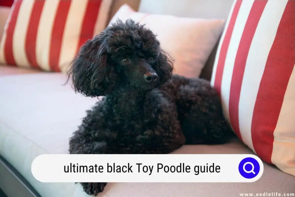 black Toy Poodle