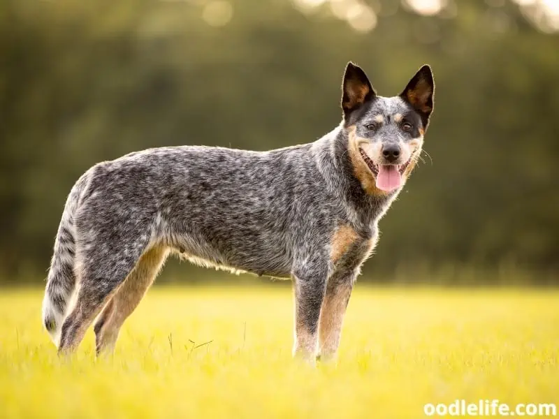 Blue Heeler stands on the field