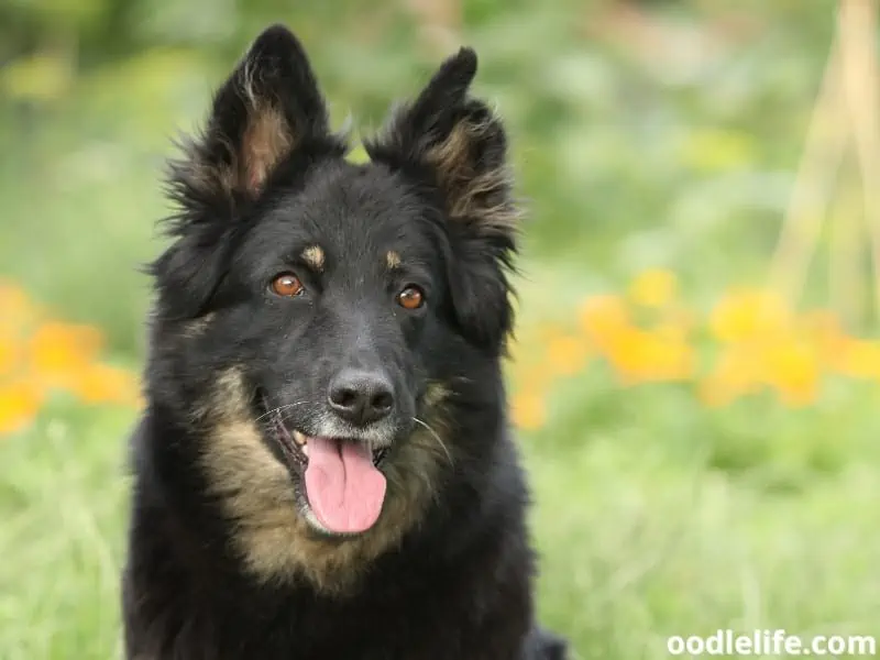 Bohemian Shepherd frontal shot