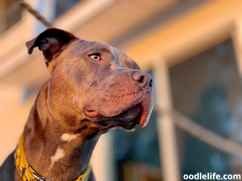 brown American Pitbull Terrier