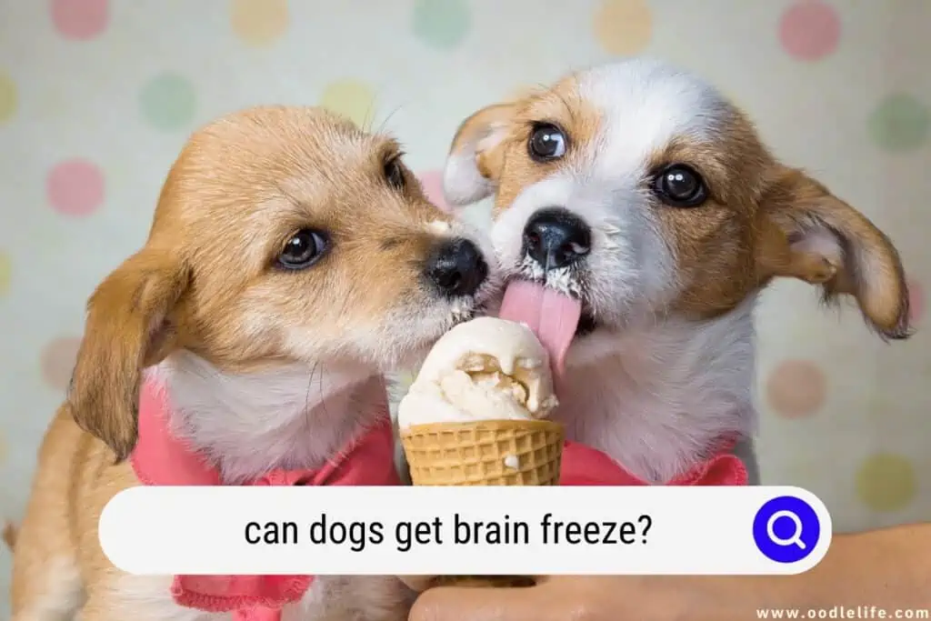 can dogs get brain freeze