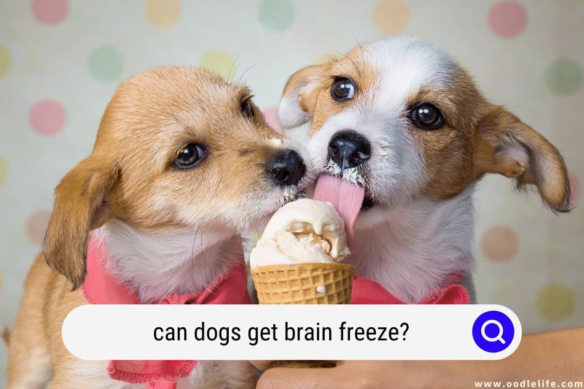 Can Dogs Get Brain Freeze? [Explained] - Oodle Life