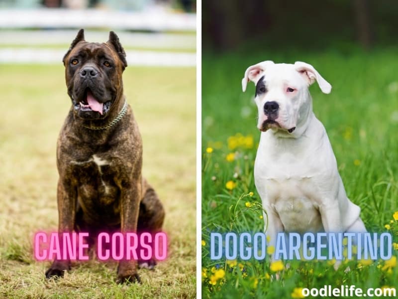 Cane Corso and Dogo Argentino colors