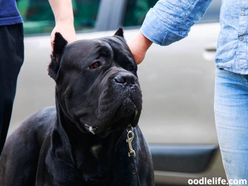 Cane Corso and humans