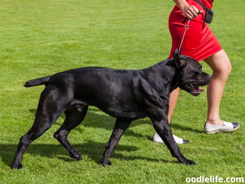 Cane Corso and owner