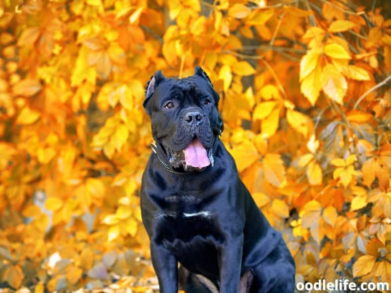 Cane Corso autumn leaves