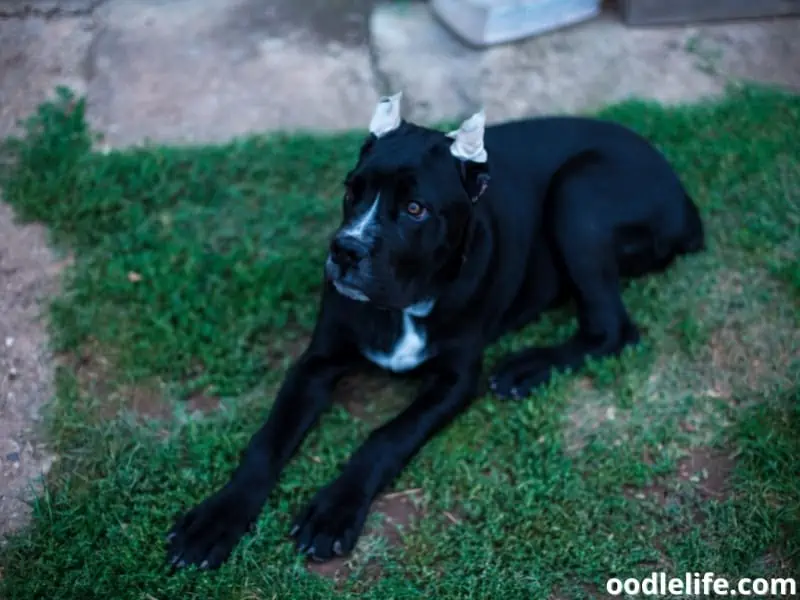 Cane Corso ears cropped