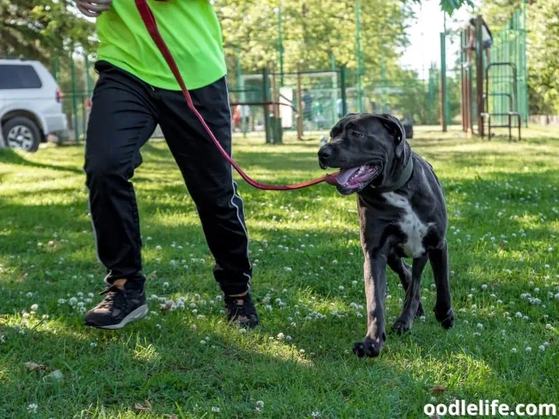 Cane Corso plays with owner