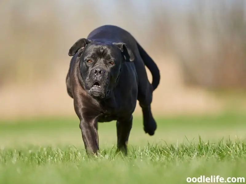 Cane Corso runs towards owner