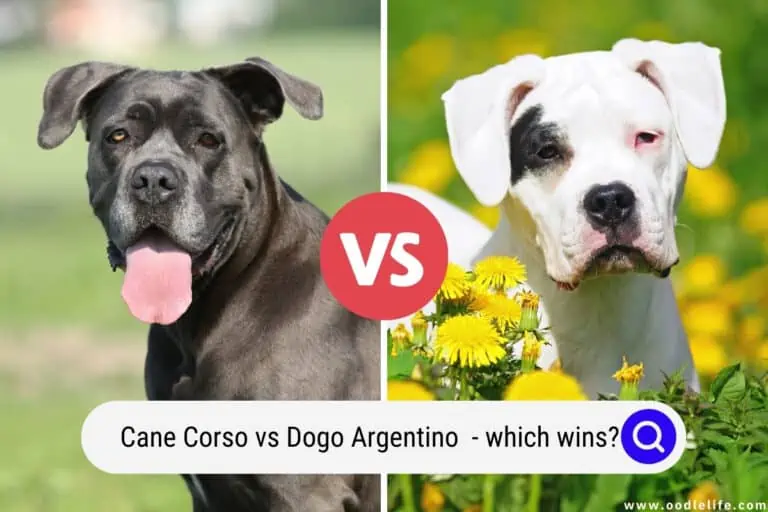 Cane Corso vs Dogo Argentino (Which Wins?) and Photos