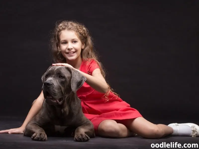 Cane Corso with a little girl