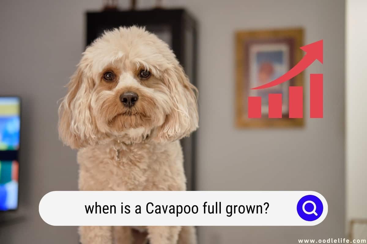 Full grown hotsell toy cavapoo