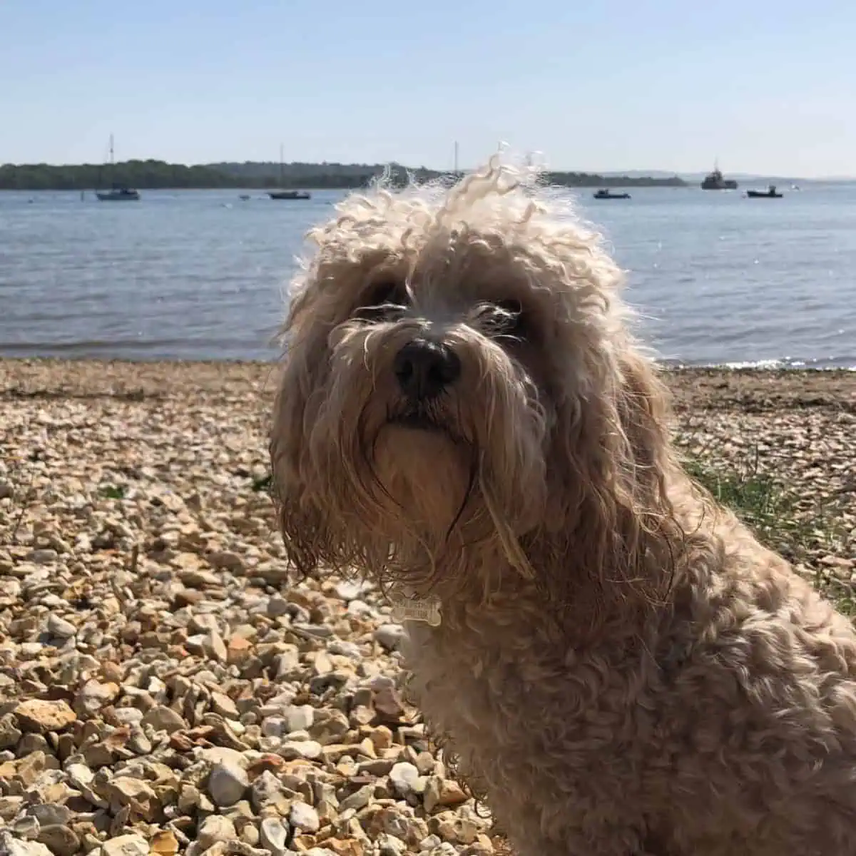 Cavapoo loves sun and beach