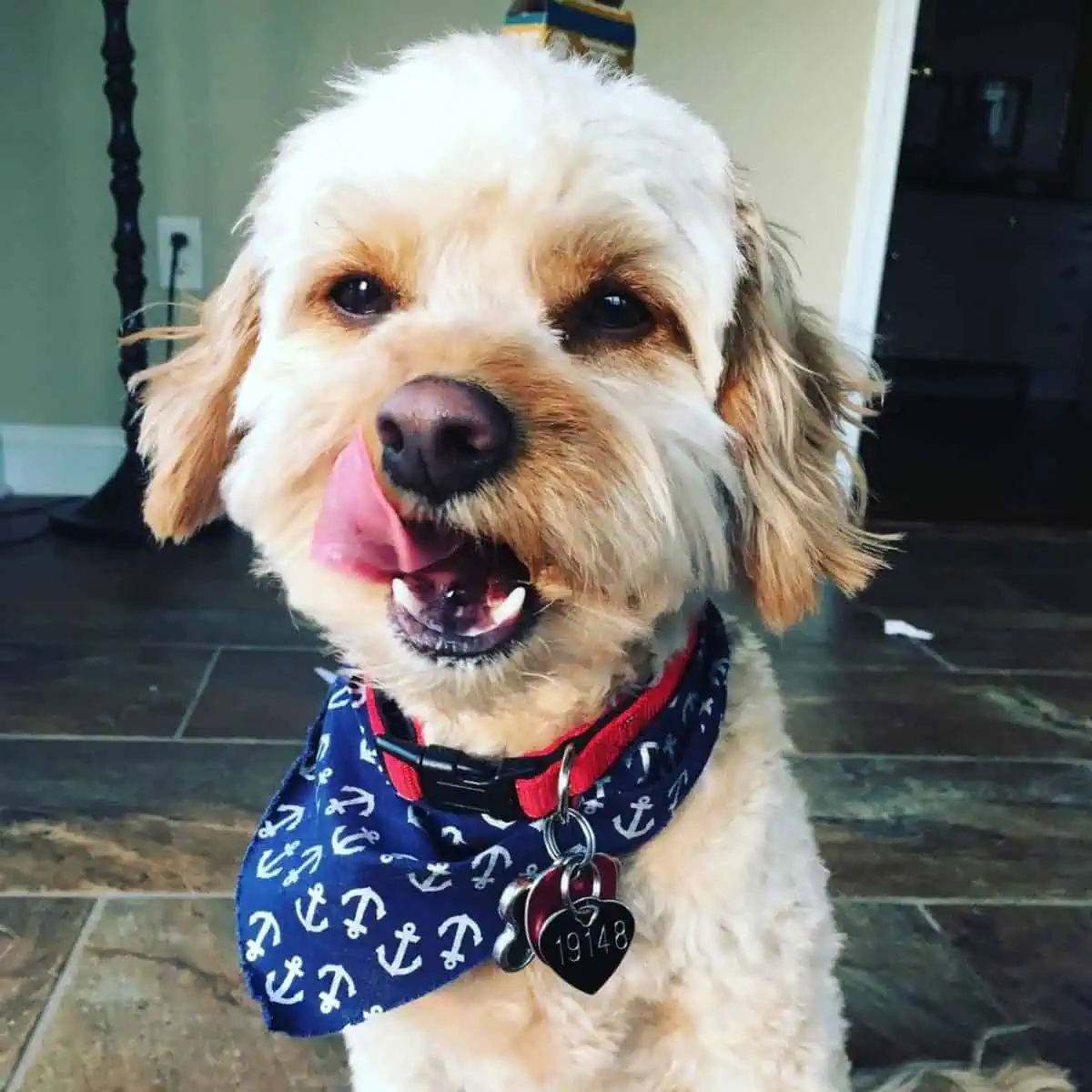 Cavapoo still hungry