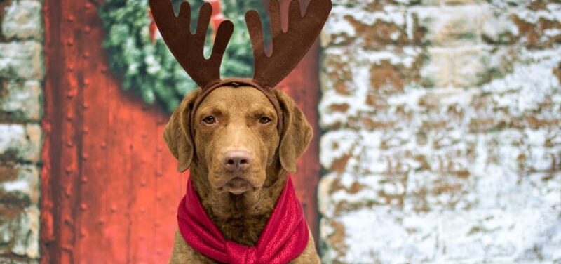 Chesapeake Bay Retriever Christmas