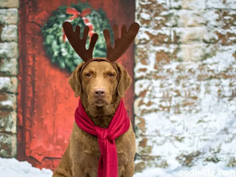 Chesapeake Bay Retriever Christmas